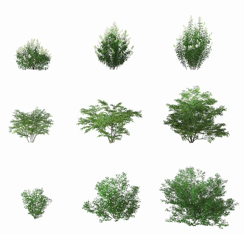 现代灌木植物