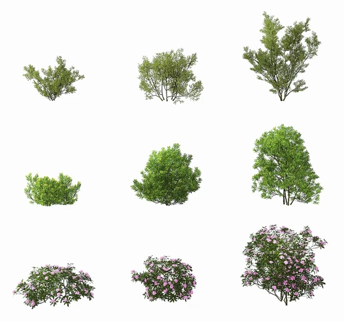 现代灌木植物