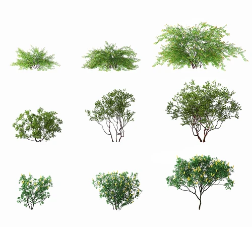 现代灌木植物