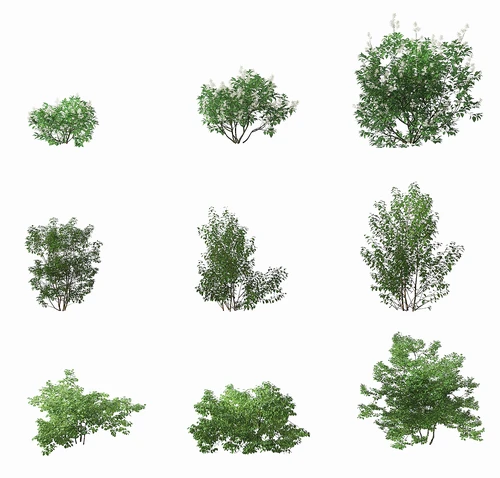 现代灌木植物