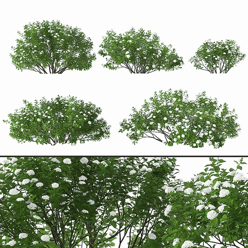 现代绿植灌木