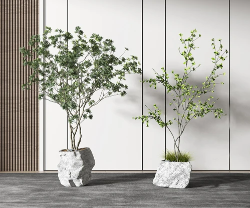 现代植物盆栽