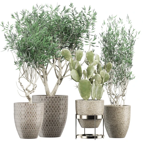现代植物盆栽