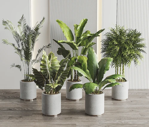 现代植物盆栽组合