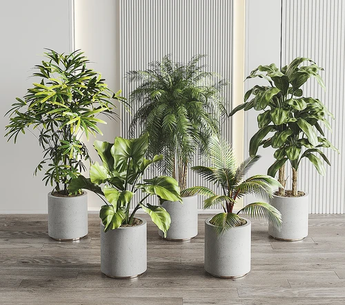 现代植物盆栽组合