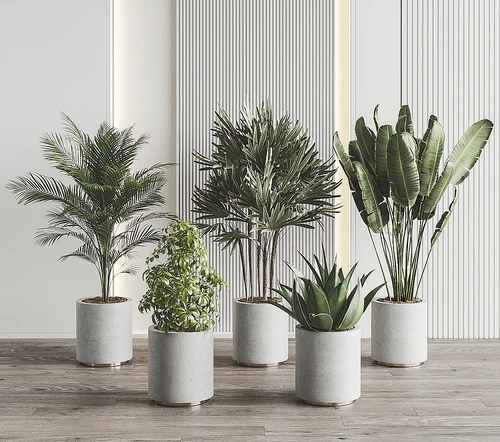现代植物盆栽组合
