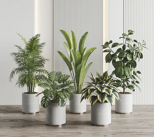 现代植物盆栽组合