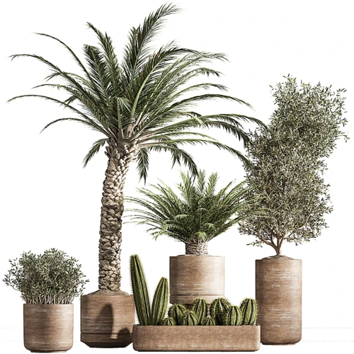 现代仙人掌绿植盆栽