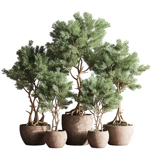 室内植物组