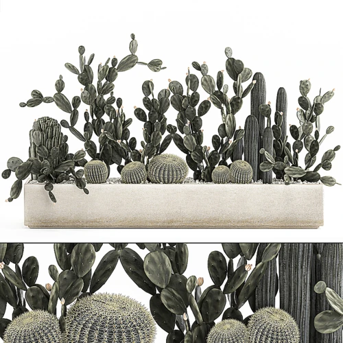 现代仙人掌绿植盆栽