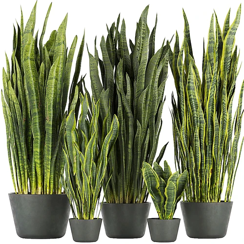 现代绿植盆栽