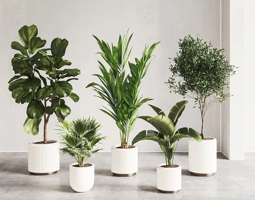 现代植物盆栽