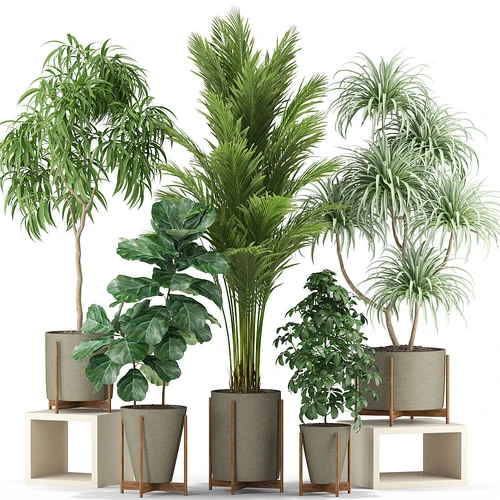 现代植物盆栽