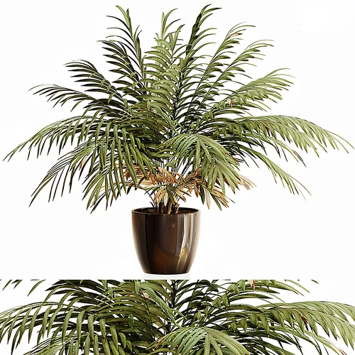 现代植物盆栽