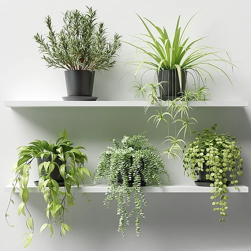 现代绿植盆栽