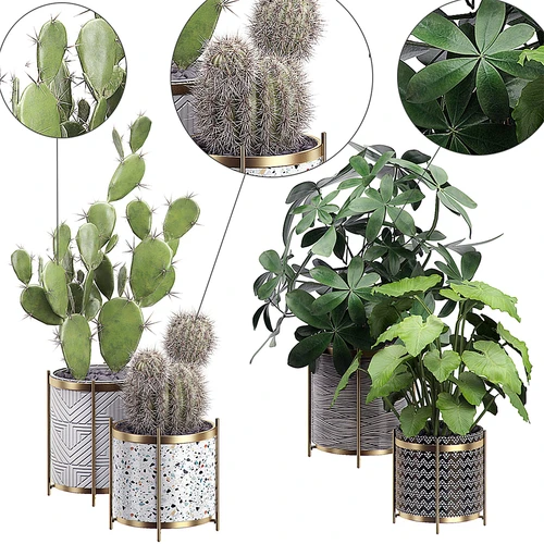 现代植物盆栽