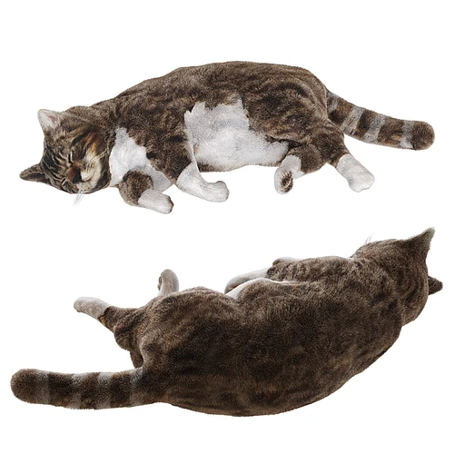 现代猫