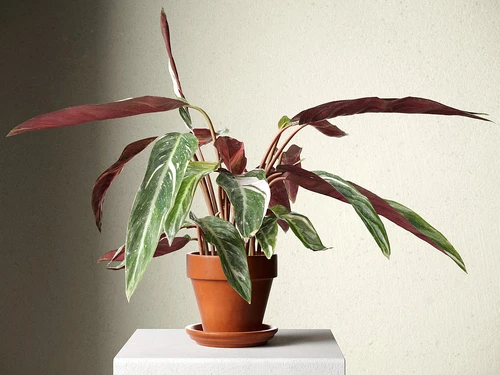Calathea Triostar盆景