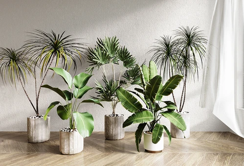 现代植物盆栽