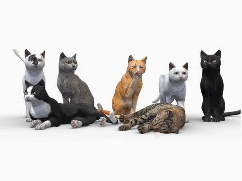 猫动物宠物