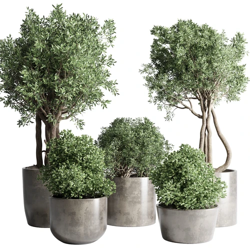 现代植物盆栽