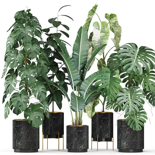 现代植物盆栽