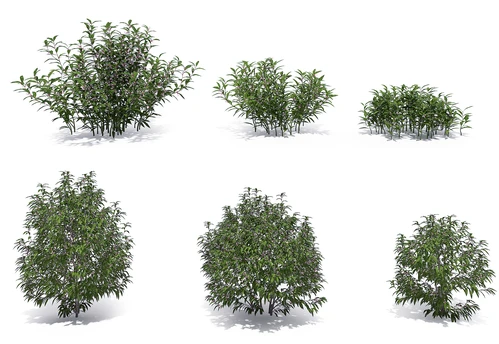 现代绿植灌木丛