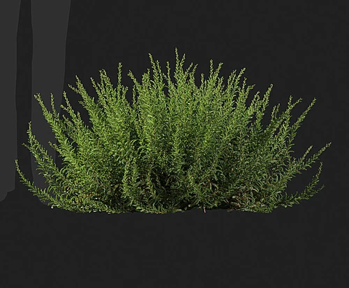 植物绿草