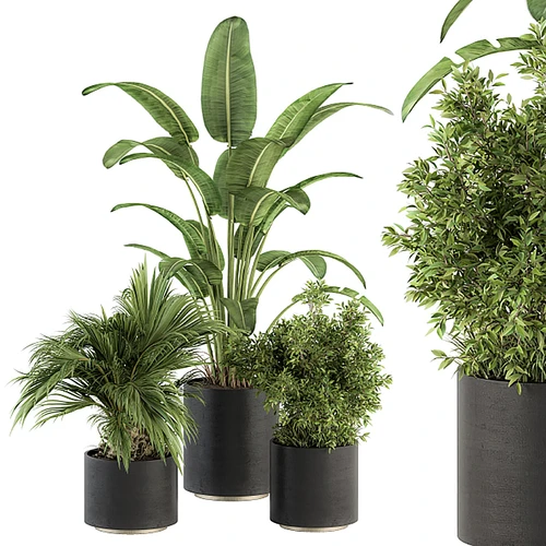 现代室内植物盆栽