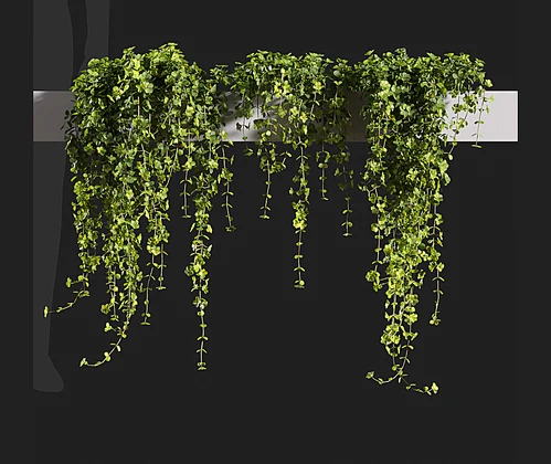 现代绿植藤蔓