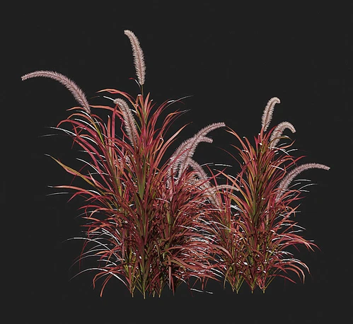 绿植草