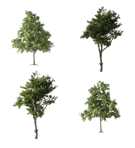现代景观树组合