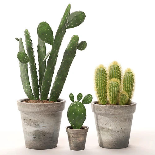 仙人掌绿植盆栽
