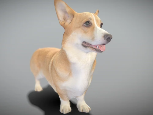 宠物狗