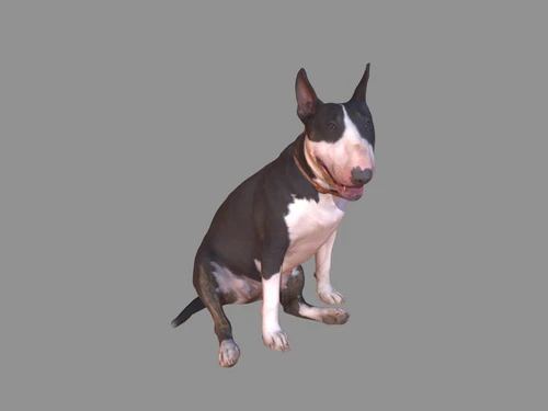 宠物狗