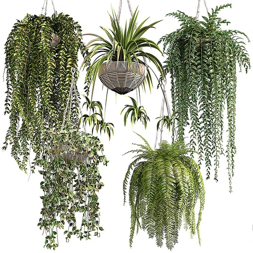 现代吊篮绿植盆栽植物