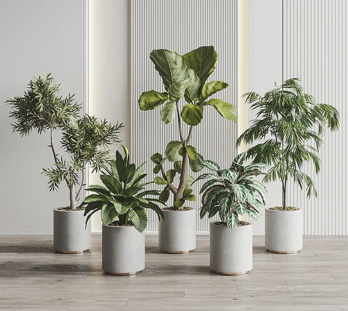 现代植物盆栽组合