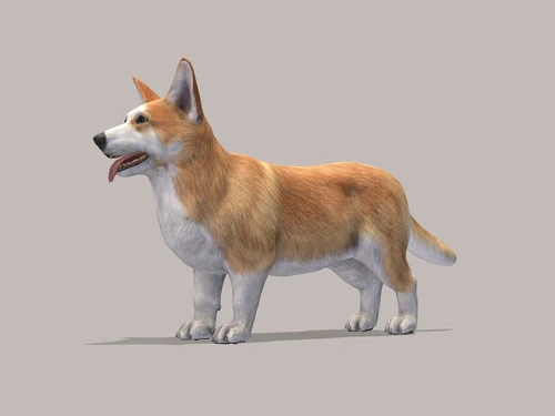 宠物狗