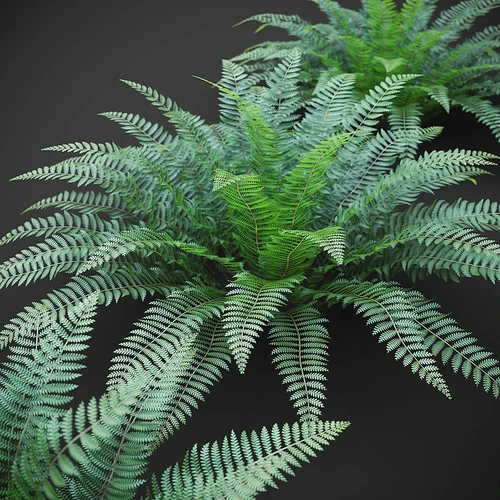蕨类植物