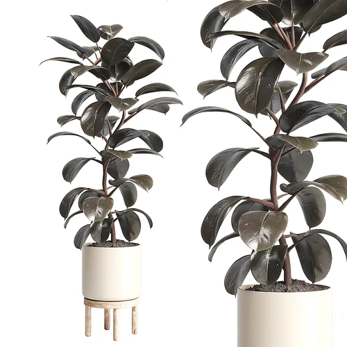 现代绿植盆栽