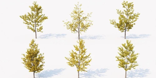 现代银杏树景观树