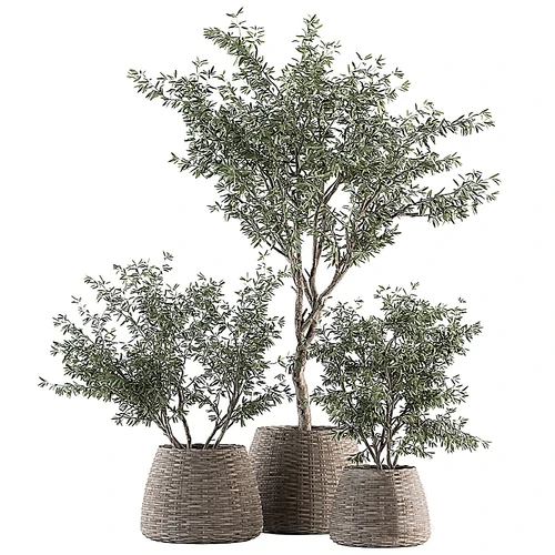 现代绿植盆栽