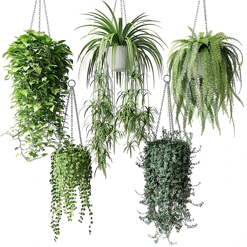 现代绿植吊篮