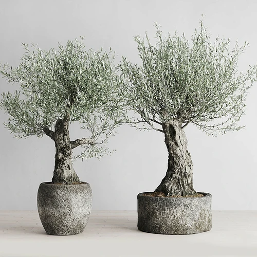 现代绿植盆栽