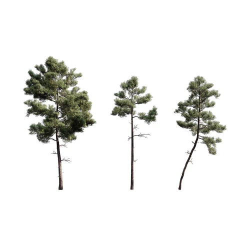 松树植物模型下载
