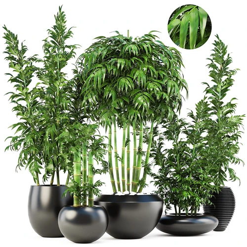 现代富贵竹子盆栽组合
