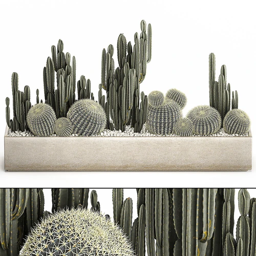 现代植物仙人掌