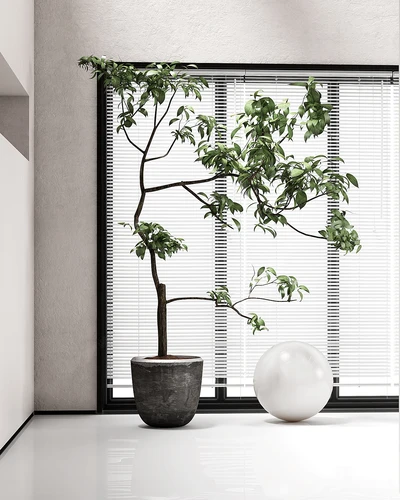 现代绿植盆栽