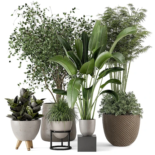 现代绿植盆栽组合