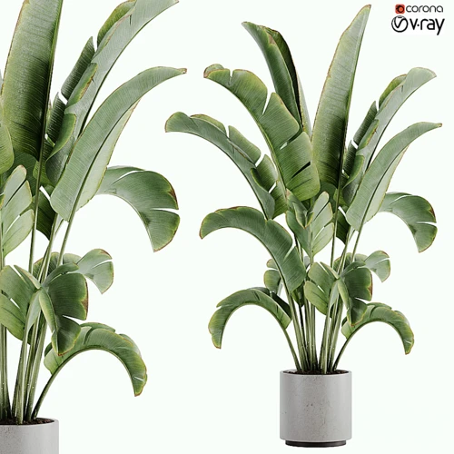 现代植物盆栽